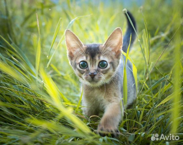 Абиссинский котёнок, девочка с документами