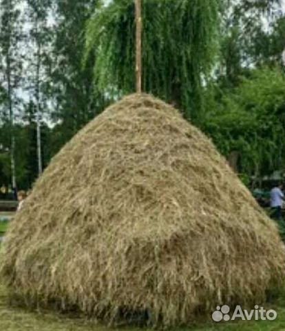 Продам сено