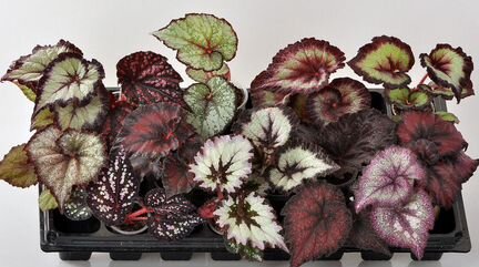 Бегонии доставка