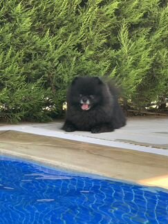 Случка, вязка, ищем девочку, шпиц-мальчик