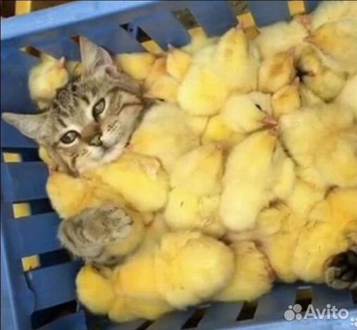 Замороженные суточные цыплята на корм животным