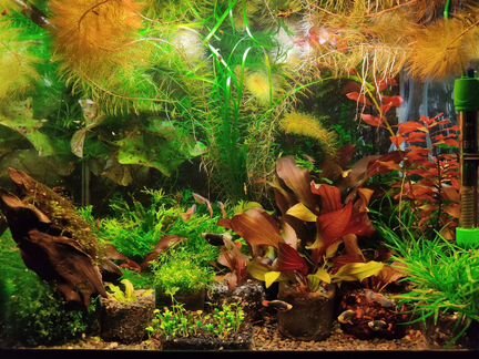 Кринум курчавый и другие растения