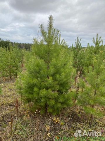 Сосна обыкновенная