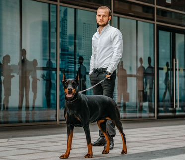 Доберман для фотосессии, Казань