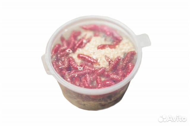 Живой опарыш красный, в банке 20гр