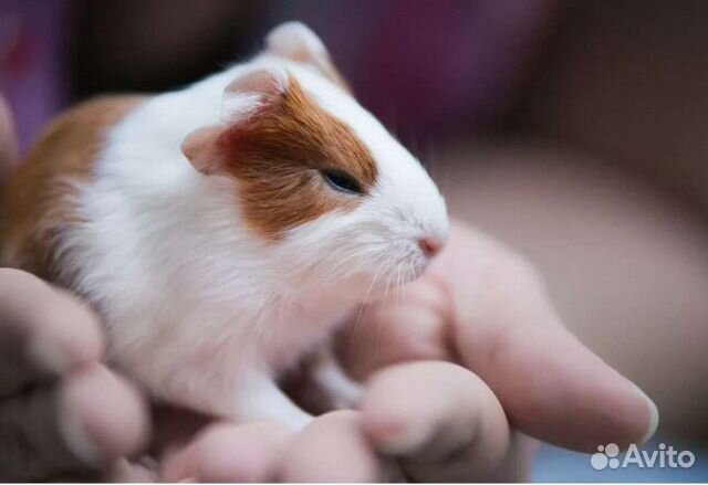 Передержка животных. Зооняня