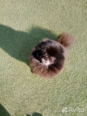 Кукла характерная