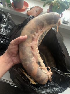 Конина казы