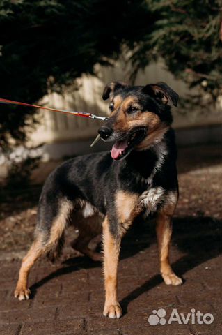 Собака в добрые руки