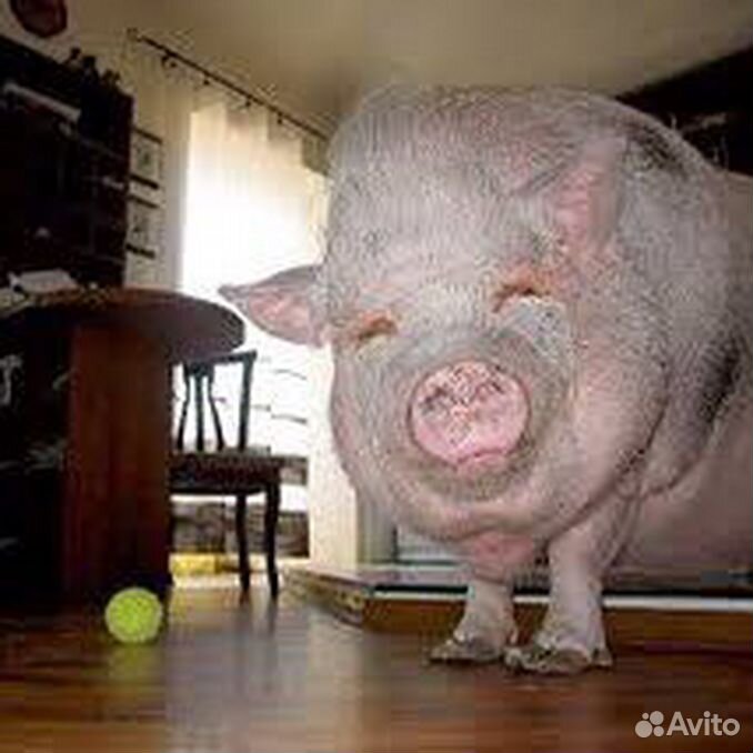 Свинья. Сытая свинья. Прикольные поросята. Сытая свинья. Фото свиньи.