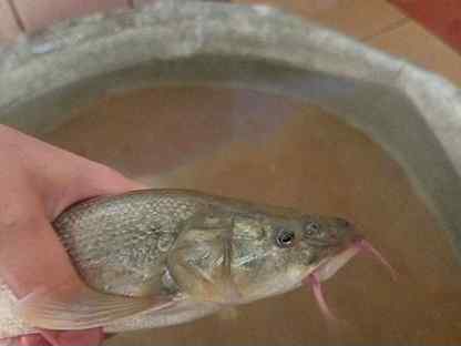 Живая рыба вида усач пол женский большого размера
