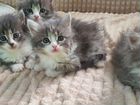 Красивые сибирские котята объявление продам
