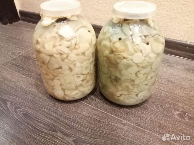 Белые грузди из Башкортостана