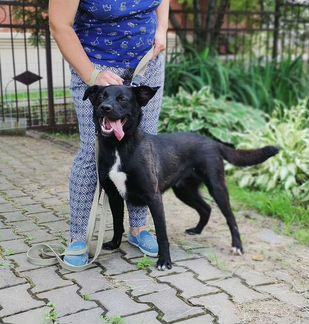 Собака в добрые руки щенок