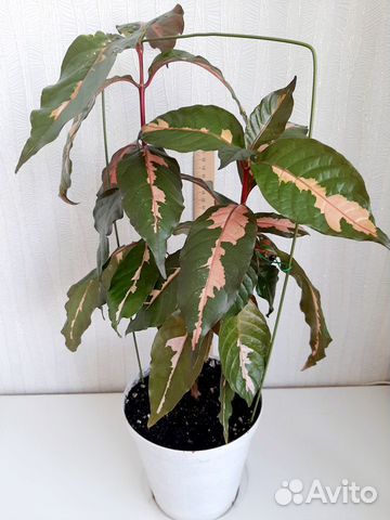 Граптофиллум