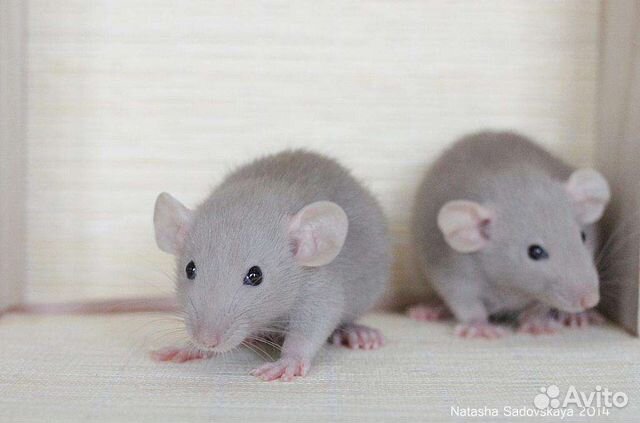 Крыса дамбо