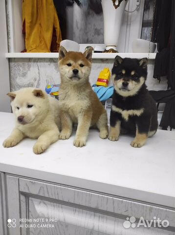 Щенки Сиба шиба ину
