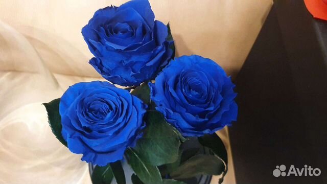 Три розы в колбе (Трио)