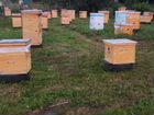 Пчелиные улья с пчелами и медом