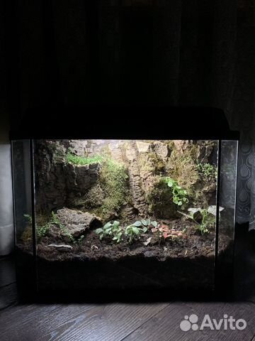 Оформление террариумов с мокрицами