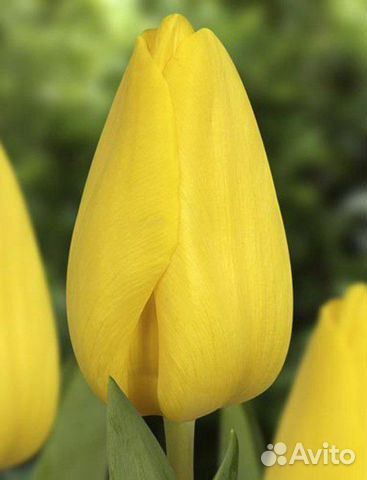 Луковицы тюльпана Strong Gold