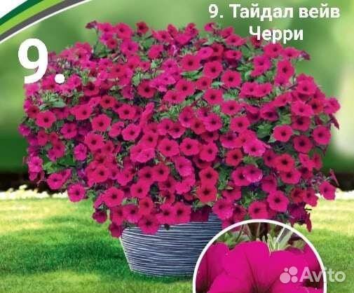 Рассада ампельной петунии