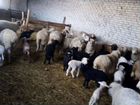 Продам овец двадцать матки и двадцать ягнят двести объявление продам