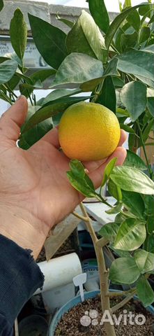 Цитрусовые растения редких сортов в Волгограде
