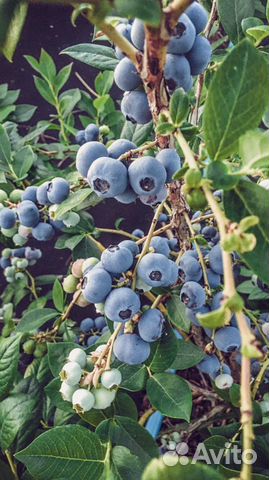 Голубика ягода