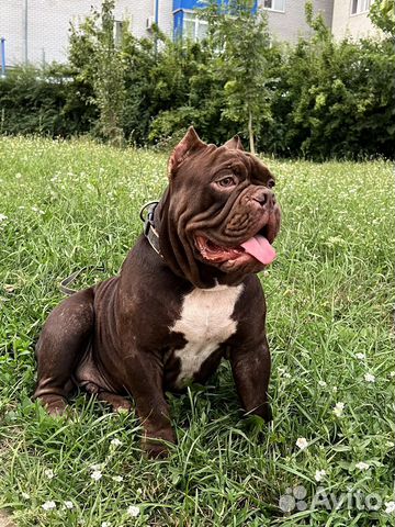 Американский булли вязка