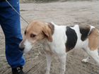 Потерялась собака русская пегая гончая