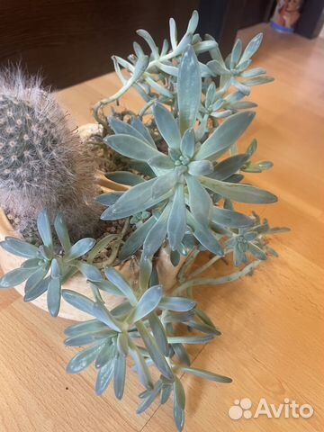 Очиток седум, суккулент. Для альпийской горки