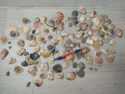 Ракушки разные с моря для аквариума