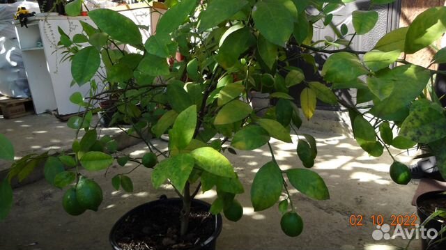 Актуальное Лимонное Дерево Сорт Мейера Плоды-2022