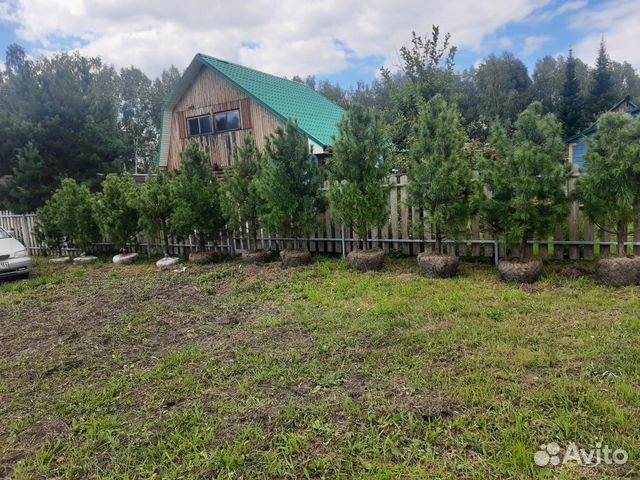 Саженцы сибирского кедра ели пихты туи