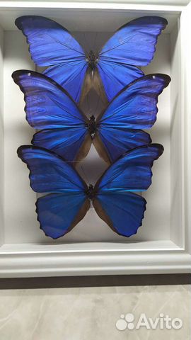 Бабочка морфо- осколок неба