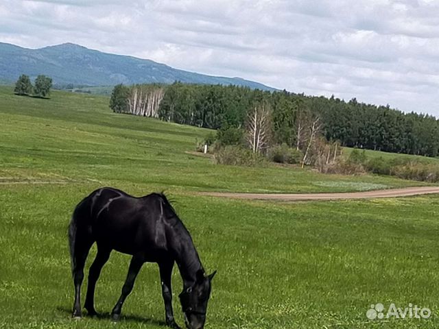 Американский рысак фото