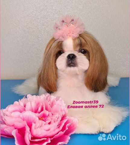 Еловая аллея 72 стрижка собак и кошек, окрашивание