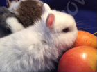 Нидерландские (голландские) декоративные кролики объявление продам
