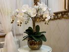 Декоративные орхидеи