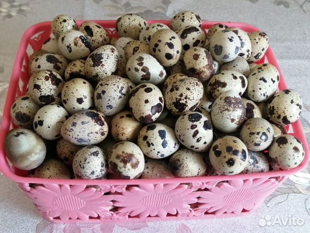 Инкубационное яйцо перепелиное