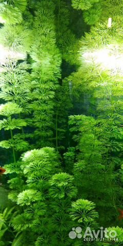 Аквариумные растения