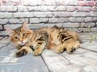 Продажа котят Курильский бобтейл объявление продам