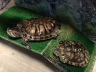 Черепахи с аквариумом бесплатно