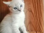 Котята 1,5мес.от сибирской голубой объявление продам