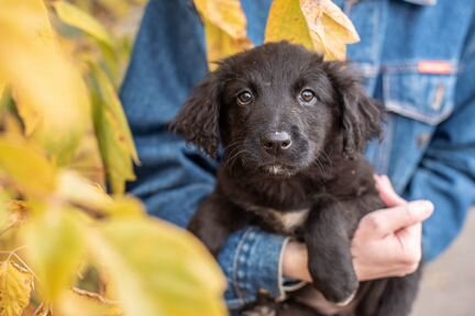 Щенулька Блэки в дар