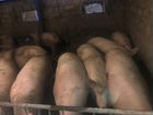 Свиньи откорм живым весом