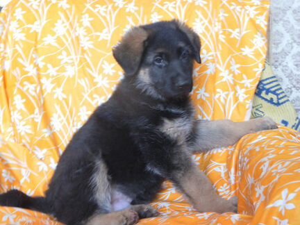 Щенки немецкой овчарки