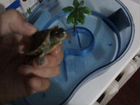 Красно ухая черепаха
