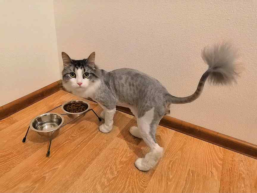 Стрижка кошек на дому москва недорого с уколом